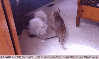#Funny #One #Stand #Night #Drunk [Funny] How every drunk one night stand goes GIF (Изображение из альбом My r/FUNNY favs))