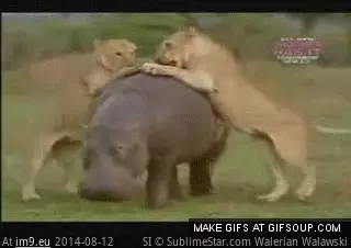 #Funny #School #Deal #Bullies #System #Expected [Funny] How my school system expected me to deal with bullies GIF (Image of album My r/FUNNY favs))
