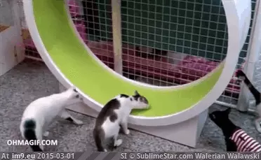 #Funny #Busy #Cat [Funny] How to keep your cat busy for a while. GIF (Изображение из альбом My r/FUNNY favs))