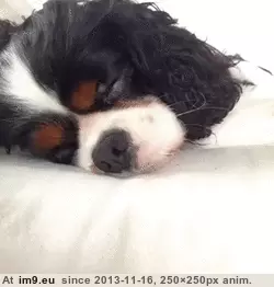 #Funny #How #Wake #Dog [Funny] How To Wake Up Your Dog GIF (Imagen de album My r/FUNNY favs))