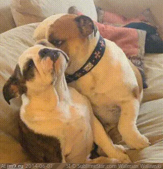 #Funny #Mood #Women [Funny] How women say 'I'm not in the mood' GIF (Image de album My r/FUNNY favs))