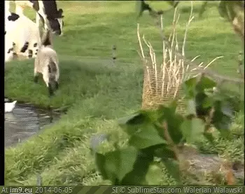 #Funny #Afraid #Goat #Ain [Funny] I ain't afraid of no goat! GIF (Bild von album My r/FUNNY favs))