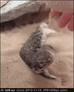 #Funny #Dogs #Lizards #Are [Funny] I didn't know lizards are dogs GIF (Изображение из альбом My r/FUNNY favs))