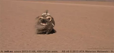 #Yeah #Pug #Funny [Funny] I just found the other gif of that pug... Hell yeah GIF (Image of album My r/FUNNY favs))