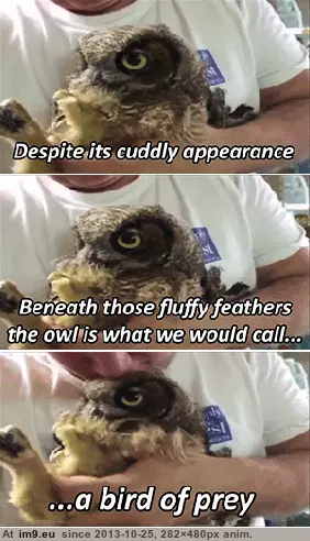 #Funny #Owls #Love [Funny] I love owls GIF (Image of album My r/FUNNY favs))