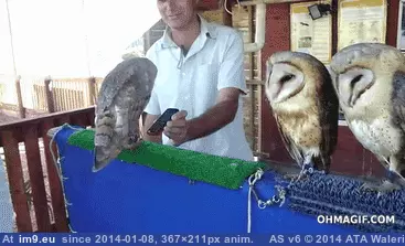 #Funny #Song #Hoot #Love [Funny] I love this song, it's a hoot! GIF (Obraz z album My r/FUNNY favs))