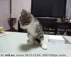 #Funny #For #Duty #Reporting #Drun #Shit #Sir #Captain [Funny] I'm so dr.. I'm so drun.. oh shit thats the Captain, SIR REPORTING FOR DUTY SIR! GIF (Bild von album My r/FUNNY favs))