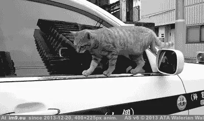 #Funny #Meant #Totally [Funny] I totally meant to do that. GIF (Image of album My r/FUNNY favs))