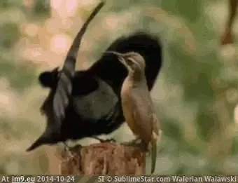#Funny #Strongly #Sympathized #Bird [Funny] I've never sympathized so strongly with a bird before. GIF (Image of album My r/FUNNY favs))