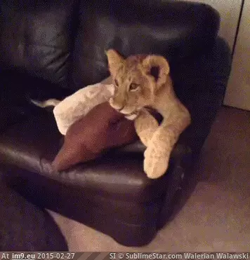 #Funny #Part #Til #Wait #Sad [Funny] just wait til they get to the sad part GIF (Image of album My r/FUNNY favs))