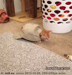 #Funny  #Kittenturtle [Funny] Kittenturtle GIF (Image of album My r/FUNNY favs))