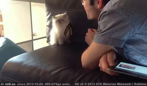 #Funny #Returns #Kung #Cat [Funny] Kung-fu cat returns! GIF (Image de album My r/FUNNY favs))