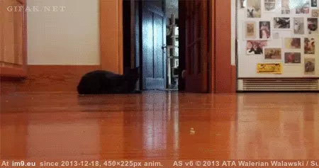 #Funny #Cat #Laser #Spinning #Powered #Top #Shaped [Funny] Laser powered cat-shaped spinning top GIF (Obraz z album My r/FUNNY favs))