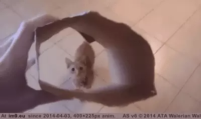 #Funny #Size #Try [Funny] Let me try that on for size GIF (Изображение из альбом My r/FUNNY favs))