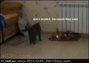 #Funny #Durr #Hurr #Hooman [Funny] 'Look at me, I'm hooman hurr durr' GIF (Image of album My r/FUNNY favs))