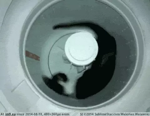 #Loading #Funny [Funny] Make this the new loading gif GIF (Image de album My r/FUNNY favs))