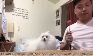 #Funny #Notice #Won [Funny] Maybe he won't notice GIF (Image of album My r/FUNNY favs))