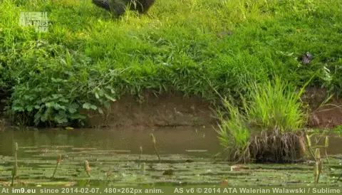 #Funny  #Monkeyin [Funny] Monkeyin' around. GIF (Image de album My r/FUNNY favs))