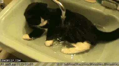 #Funny  #Cat [Funny] Must be a defective cat GIF (Bild von album My r/FUNNY favs))
