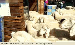 #Funny #New #Buy #Model [Funny] Must. Buy. New. Model. GIF (Image de album My r/FUNNY favs))