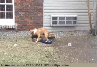 #Funny  #Awhile [Funny] must have been awhile GIF (Obraz z album My r/FUNNY favs))