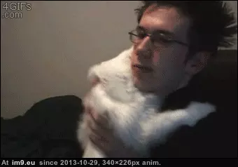#Funny #Hooman #Reach [Funny] Must....reach...hooman GIF (Obraz z album My r/FUNNY favs))