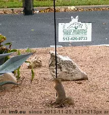 #Funny #Problem #Emptying #Limiting #Squirrel #Birdfeeder [Funny] My birdfeeder-emptying squirrel problem seems to be self limiting GIF (Obraz z album My r/FUNNY favs))