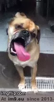 #Funny #Face #Licked #Plate #Sriracha #Dog #Off [Funny] My dog's face after he licked some Sriracha off my plate GIF (Bild von album My r/FUNNY favs))