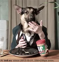#Gifs #Favorite #Dog #Funny [Funny] My favorite dog gifs 11 GIF (Image of album My r/FUNNY favs))
