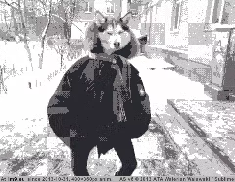 #Gifs #Favorite #Dog #Funny [Funny] My favorite dog gifs 15 GIF (Image de album My r/FUNNY favs))