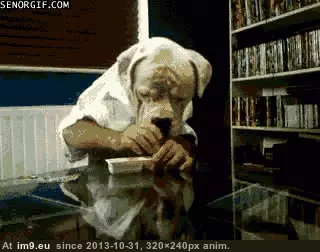 #Gifs #Favorite #Dog #Funny [Funny] My favorite dog gifs 2 GIF (Image of album My r/FUNNY favs))