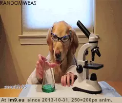 #Gifs #Favorite #Dog #Funny [Funny] My favorite dog gifs 3 GIF (Image de album My r/FUNNY favs))