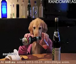 #Gifs #Favorite #Dog #Funny [Funny] My favorite dog gifs 4 GIF (Image de album My r/FUNNY favs))