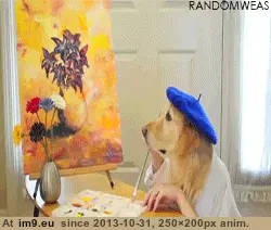 #Gifs #Favorite #Dog #Funny [Funny] My favorite dog gifs 6 GIF (Image de album My r/FUNNY favs))