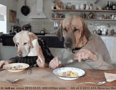 #Gifs #Favorite #Dog #Funny [Funny] My favorite dog gifs 7 GIF (Image de album My r/FUNNY favs))