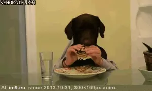 #Gifs #Favorite #Dog #Funny [Funny] My favorite dog gifs 8 GIF (Image de album My r/FUNNY favs))