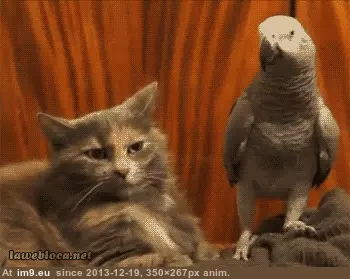 #Funny  #Foot [Funny] My foot goes here GIF (Bild von album My r/FUNNY favs))