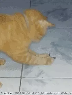 #Funny #Action #Selection #Natural [Funny] Natural Selection in action GIF (Изображение из альбом My r/FUNNY favs))