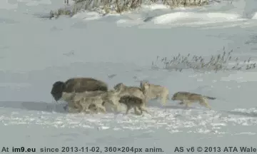 #Nature #Funny #Unfair #Can #Cruel [Funny] Nature can be cruel and unfair GIF (Imagen de album My r/FUNNY favs))