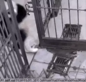 #Funny  #Panda [Funny] Never say no to Panda GIF (Bild von album My r/FUNNY favs))