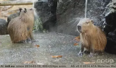 #Funny #Wanna #Leave #Shower [Funny] Never wanna leave Shower GIF (Изображение из альбом My r/FUNNY favs))