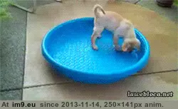 #Funny  #Nope [Funny] Nope GIF (Bild von album My r/FUNNY favs))