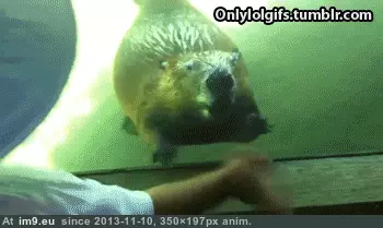 #Funny  #Haaayyyy [Funny] Oh haaayyyy! GIF (Image of album My r/FUNNY favs))