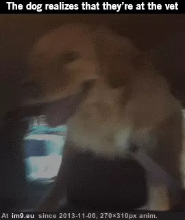 #Funny  #Shit [Funny] Oh, shit GIF (Bild von album My r/FUNNY favs))