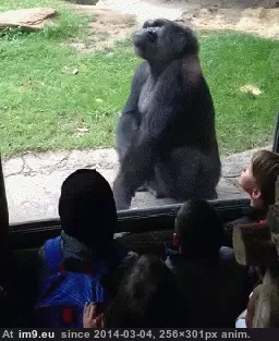 #Funny #Challenge #Glass [Funny] Oh so you want to challenge me from behind the glass do you? GIF (Image of album My r/FUNNY favs))