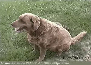 #Funny #Onward #Crap [Funny] Onward m.....oh crap. GIF (Изображение из альбом My r/FUNNY favs))
