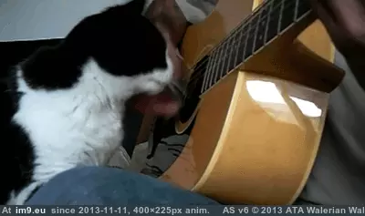 #Funny  #Pet [Funny] Pet me! GIF (Изображение из альбом My r/FUNNY favs))
