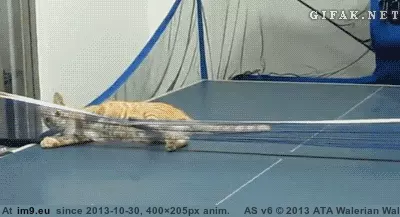 #Funny #Ping #Pong #Champ [Funny] Ping pong champ. GIF (Image of album My r/FUNNY favs))