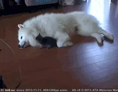 #Funny  #Play [Funny] Play with me GIF (Image de album My r/FUNNY favs))