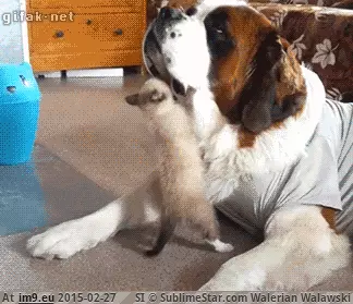 #Funny #Poor #Kitty [Funny] Poor kitty :( GIF (Image of album My r/FUNNY favs))